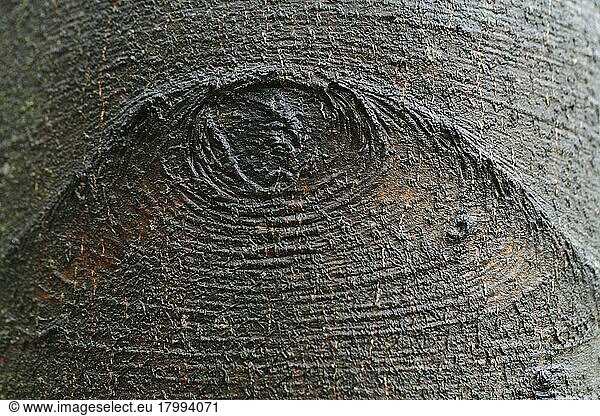 Beech  bark  Lower Saxony  Germany (Fagus sylvatica)