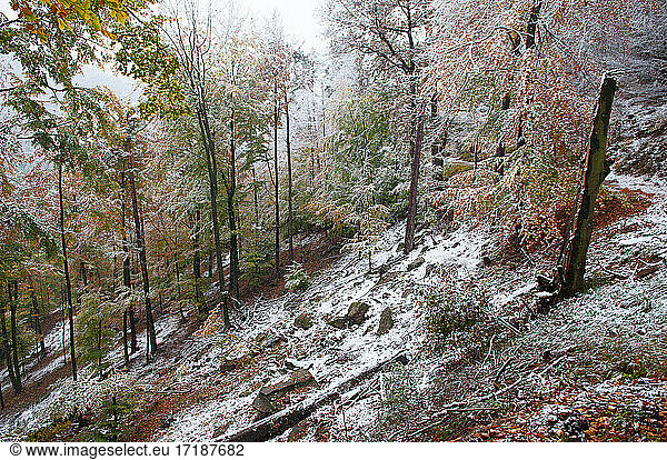 Beech (Fagus sylvatica) snowstorm in autumn  Vosges du Nord Regional Nature Park  France