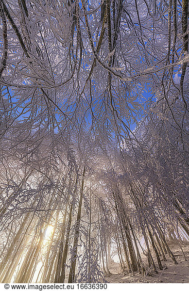 Beech forest after a snow squall  Massif du Grand Colombier  Bugey  Ain  France