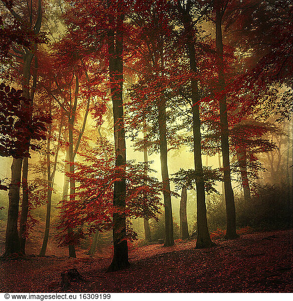 Beech forest in autumn colours