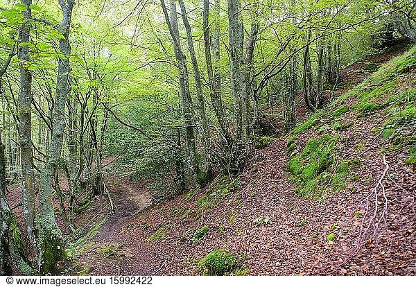 Beech forest of Valgrande in Pajares  Asturias  Spain