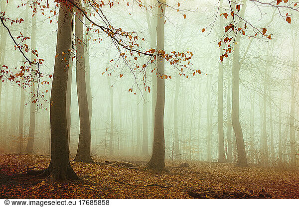 Beech forest shrouded in thick autumn fog
