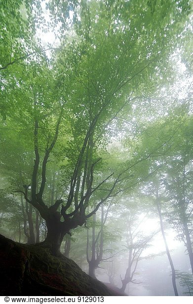 Beech forest trasmocha the Gorbea Natural Park  acquire a characteristic shape of candlestick product of cutting the trunk at a height of 2 to 3 meters  the systematic cutting of its branches for use in the manufacture of charcoal.