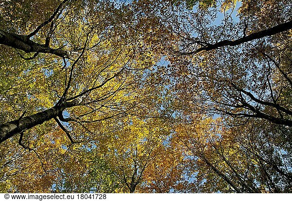 Beech forest with foliage in autumn colours in autumn