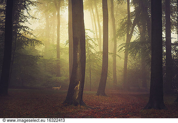 Beech grove and fog  digitally manipulated