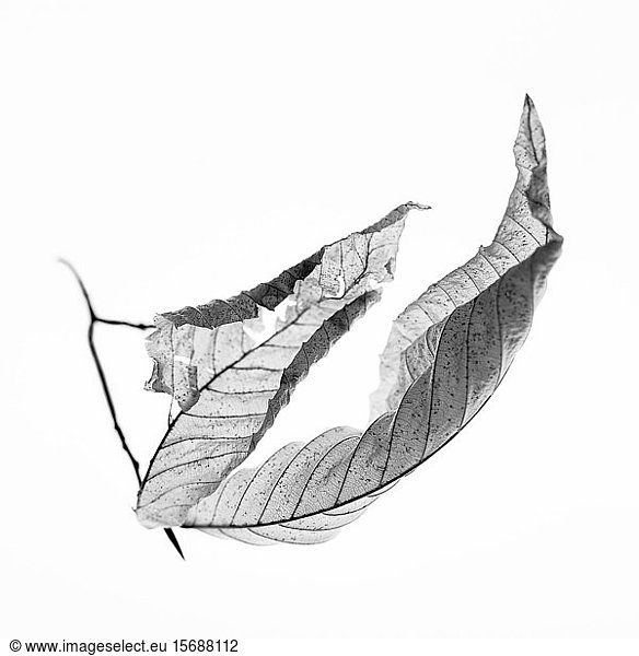 beech  leaf  nature  delicate  fragile