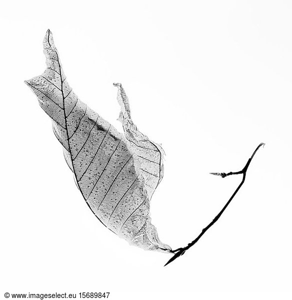 beech  leaf  nature  delicate  fragile