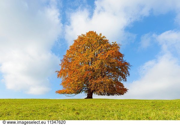 Beech Tree in Autumn  Swabia  Allgau  Bavaria  Germany.