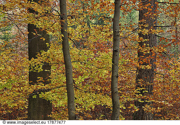 Beech trees in autumn forest