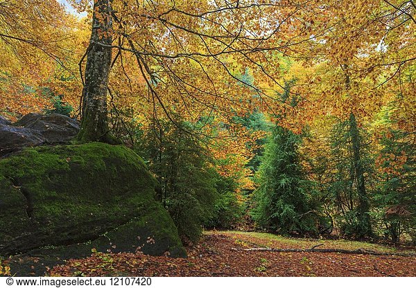 Beech trees in autumn  Ordesa National Park  Huesca  Aragon  Spain  Europe.