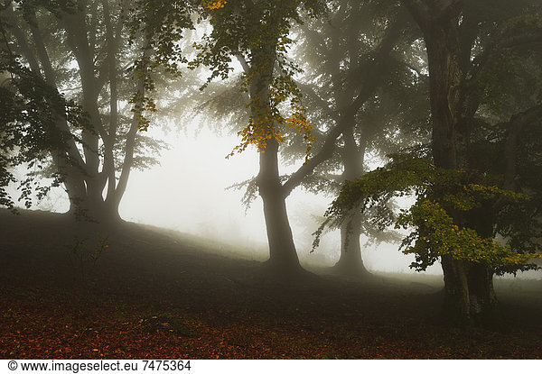 Beech Trees in Morning Fog  Swabian Alb  Baden-Wurttemberg  Germany