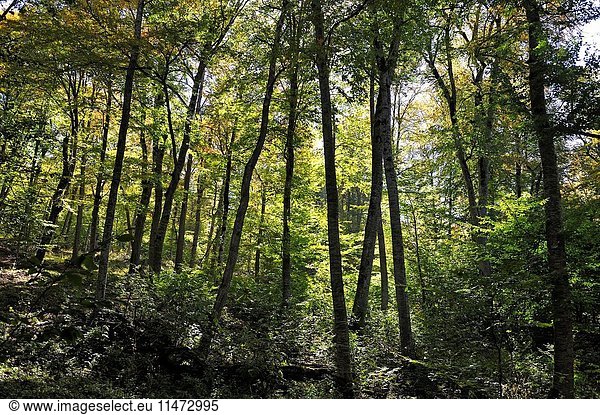 Beech trees in the forest of the Dilijan National Park Tavush region Armenia Eurasia.