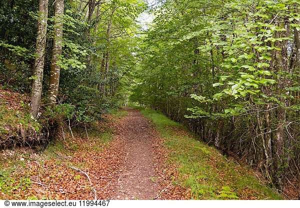 Beechwood (Fagus sylvatica) forest. Nature landscape beech forest. Las Merindades County Burgos Castile and Leon Spain Europe.