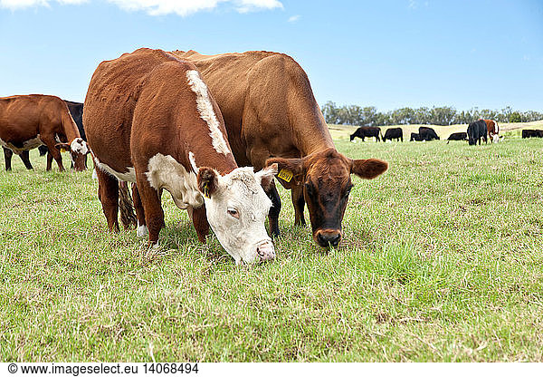 Beef cattle grazing in pasture