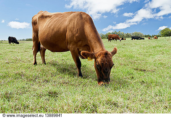 Beef cows grazing in pasture