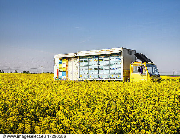 Beehive truck parked in blooming oilseed rape field