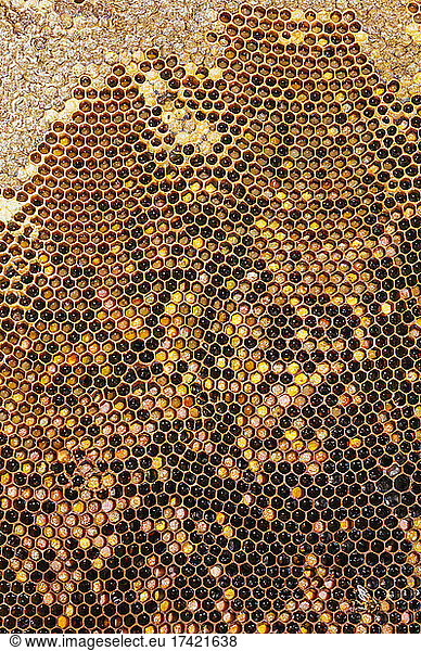 Beehive with honey