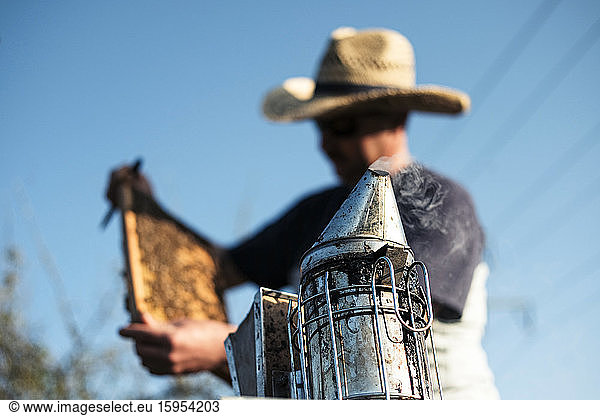 Beekeeper analyzing honeycomb against sky with smoker in foreground