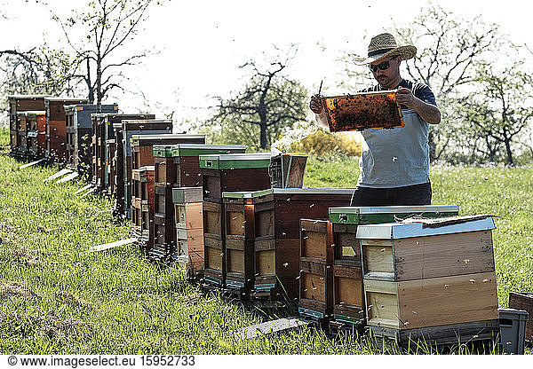 Beekeeper analyzing honeycomb with honey bees over boxes on field