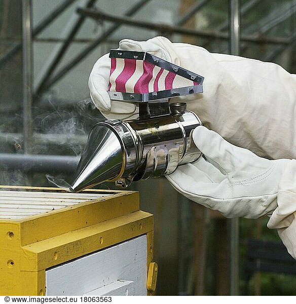 Beekeeper in protective clothing with bee smoker opens hive to inspect honey bees (Apis mellifera) combs