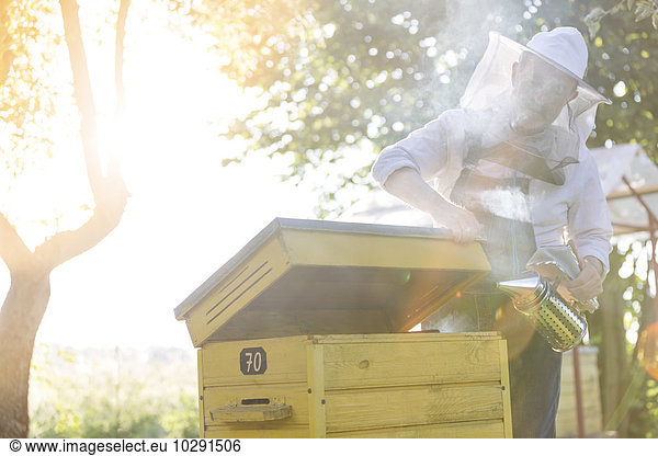 Beekeeper in protective suit using smoker on beehive