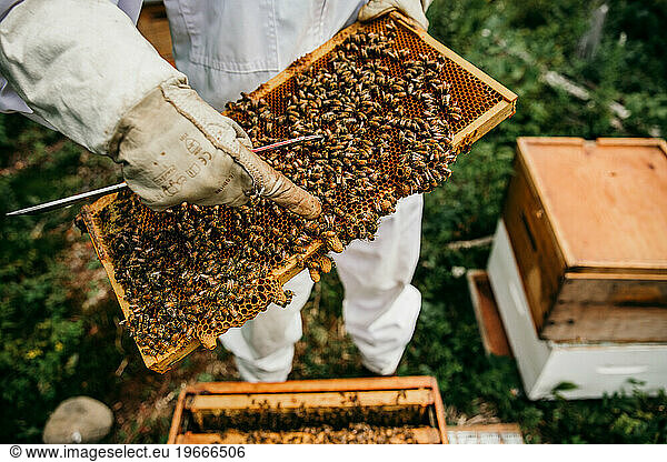 beekeeper inspecting her hives full of bees and royal cells