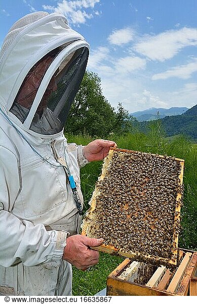 Beekeeper presenting his colony of Buckfast bees. Characteristics: prolific and known for their gentle behaviour  Lacarry  La Soule  Basque Country  France