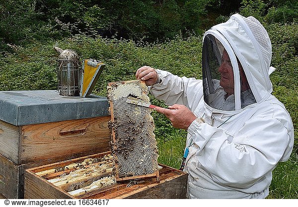 Beekeeper uncapping a few cells on a frame containing the honey reserves on the periphery of the brood  Lacarry  La Soule  Basque Country  France