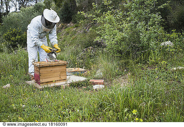 Beekeeper using a smoker in a bee hive.