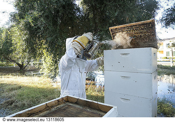 Beekeeper using bee smoker for smoking on frame in beehive