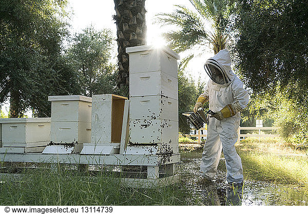 Beekeeper using bee smoker on beehive while working