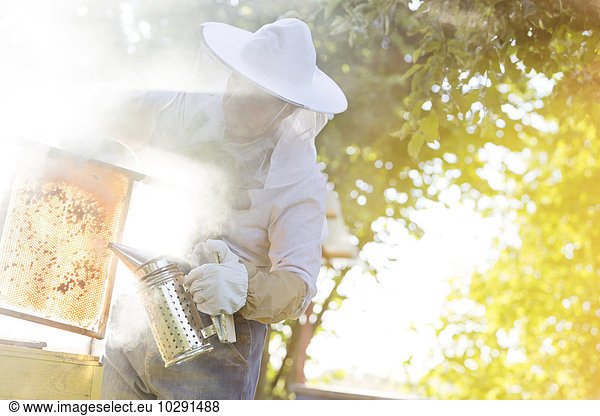 Beekeeper using smoker to calm bees