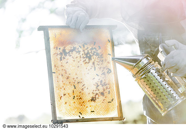 Beekeeper using smoker to calm bees on honeycomb