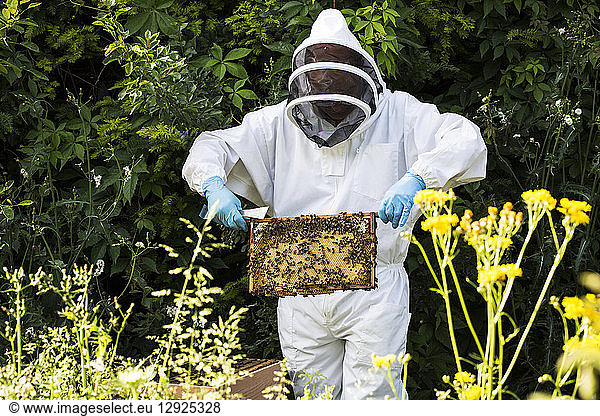 Beekeeper wearing protective suit at work  inspecting wooden beehive.