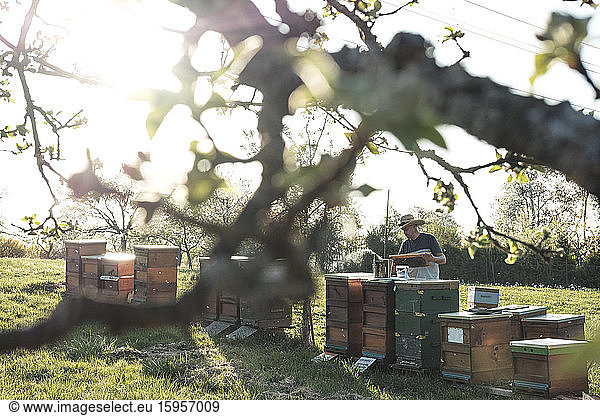 Beekeeper working on beehives against sky seen through branch of tree