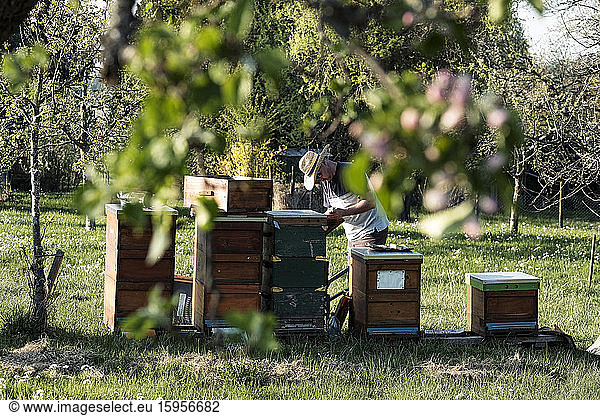 Beekeeper working on beehives against trees