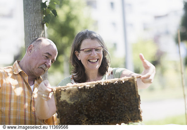Beekeepers looking at honeycomb