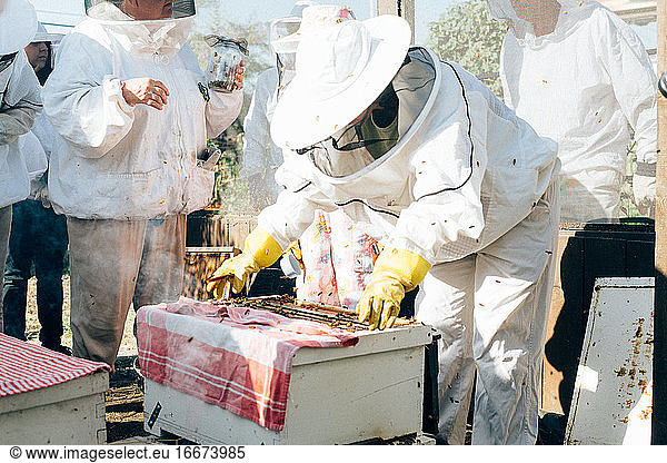 Beekeepers working at public beehive