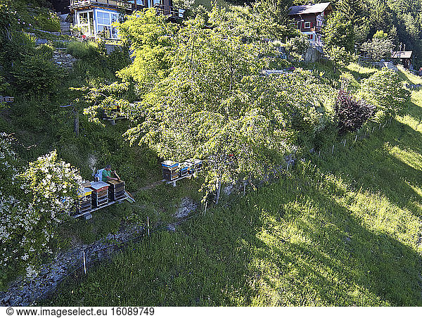 Beekeeping - Beekeeping-Mountain apiary in Switzerland: Aerial view of Jean-Andre Pellissier's chalet apiary near Martigny in Switzerland. Monitor-breeder of queen bees of the apis mellifera carnica subspecies  Jean-Andre is very active in the Société Romande d?Apiculture and participates in breeding programmes with the beekeeping society of Martigny.