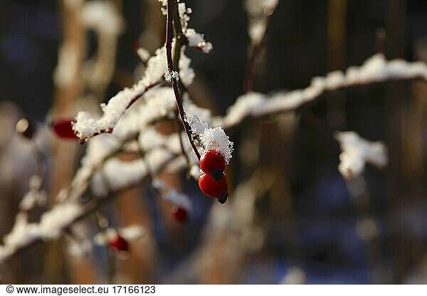 Beeren auf vereisten Ästen im Winter