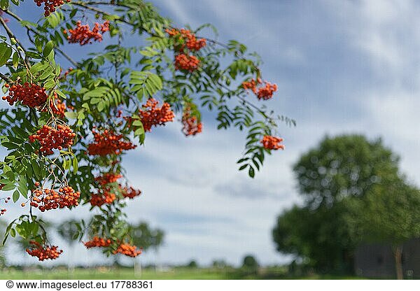 Beeren der Eberesche (Sorbus aucuparia)  Nordrhein-Westfalen  Deutschland  Europa