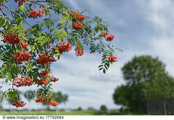 Beeren der Eberesche (Sorbus aucuparia)  St. Hubert  Kempen  Nordrhein-Westfalen  Deutschland  Europa