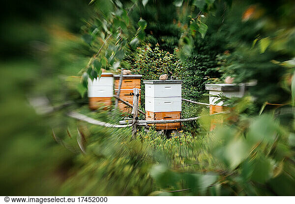 Bees and hives at home