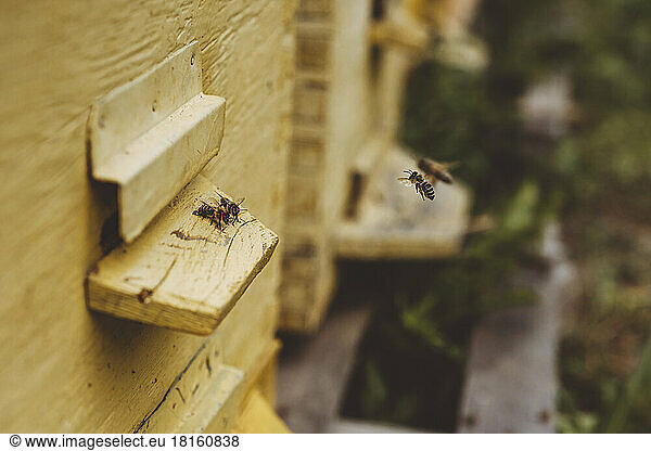 Bees flying by wooden beehive