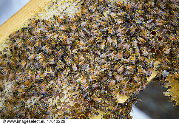 Bees on a honeycomb from a rooftop beehive.; Mc Lean  Virginia.