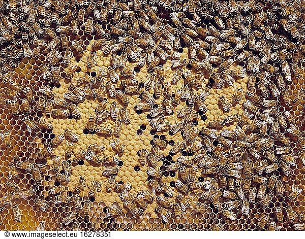 Bees on honeycomb in beehive.