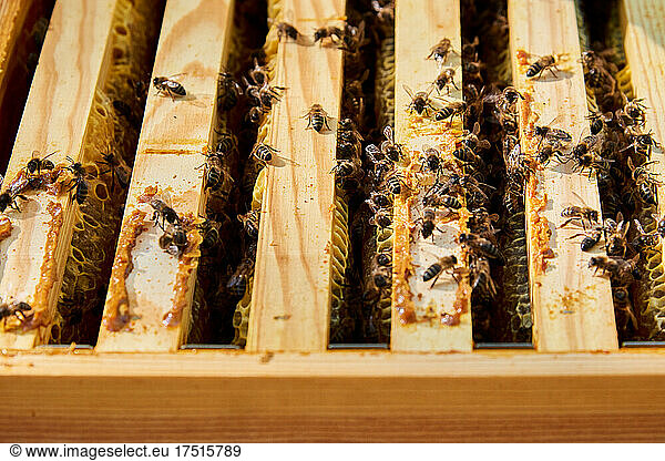 Bees working to achieve sweet honey