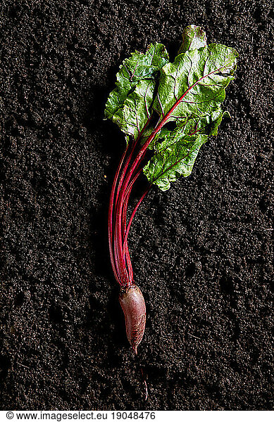 Beetroot on dark soil background viewed from above. Organic beet