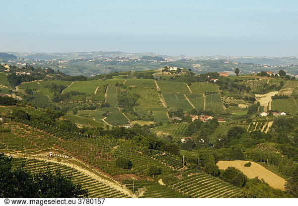 Bei Cisterna d¥ Asti im Roero Piemont Italien in den Weinbergen
