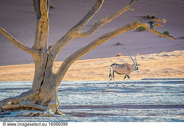 Beisa-Oryx in der Deadvlei-Pfanne  Sossusvlei   Namib-Naukluft-Nationalpark   Namibia.